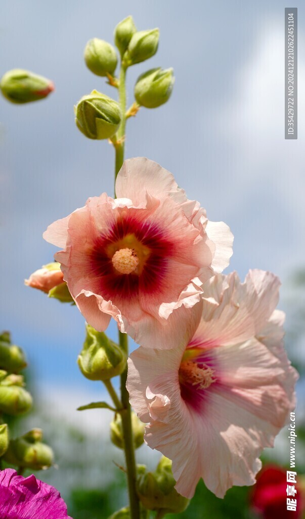 牵牛花