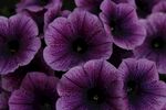 牵牛花