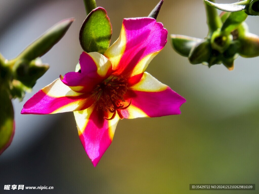 牵牛花