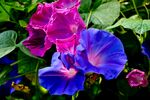 牵牛花