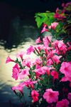 牵牛花