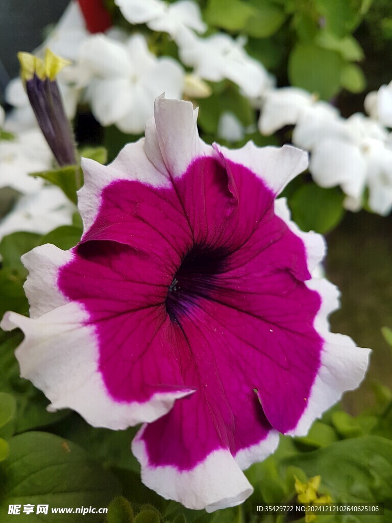 牵牛花