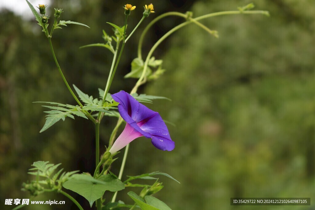 牵牛花