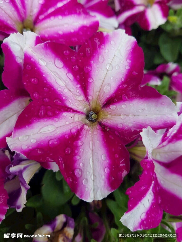 牵牛花