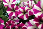 牵牛花