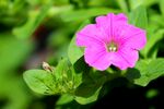 牵牛花