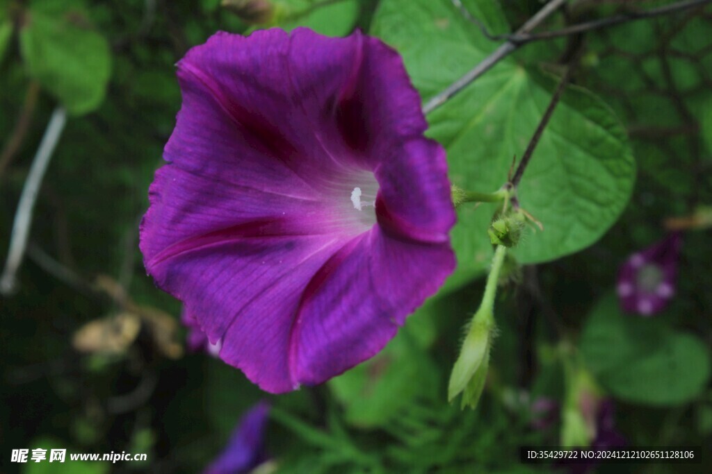 牵牛花