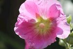 牵牛花