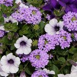 牵牛花