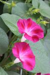 牵牛花