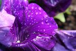 牵牛花