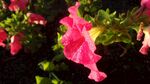 牵牛花
