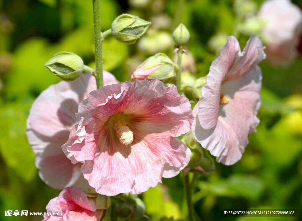 牵牛花