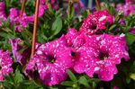 牵牛花