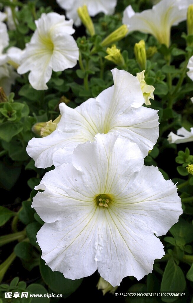 牵牛花