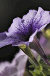 牵牛花