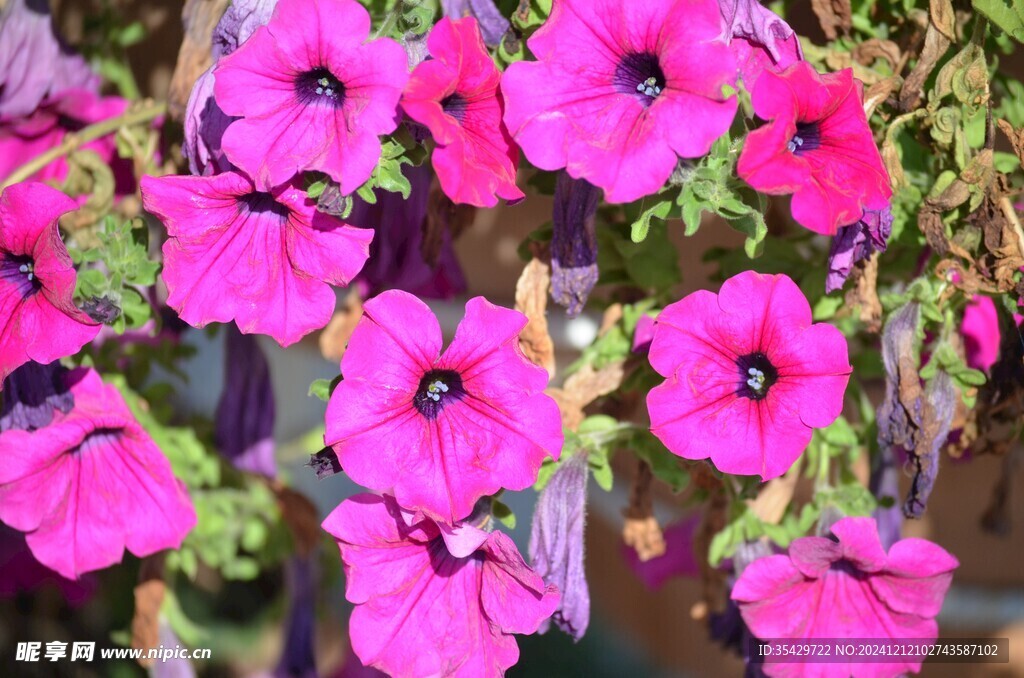 牵牛花