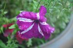 牵牛花