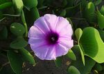 牵牛花