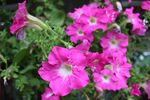 牵牛花
