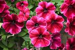 牵牛花