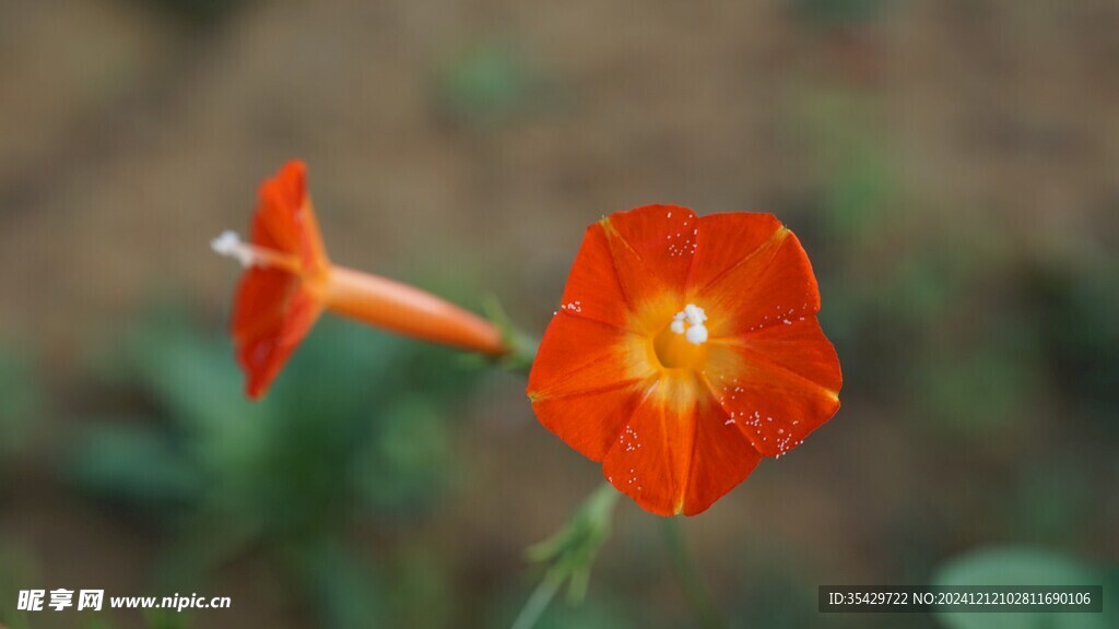 牵牛花