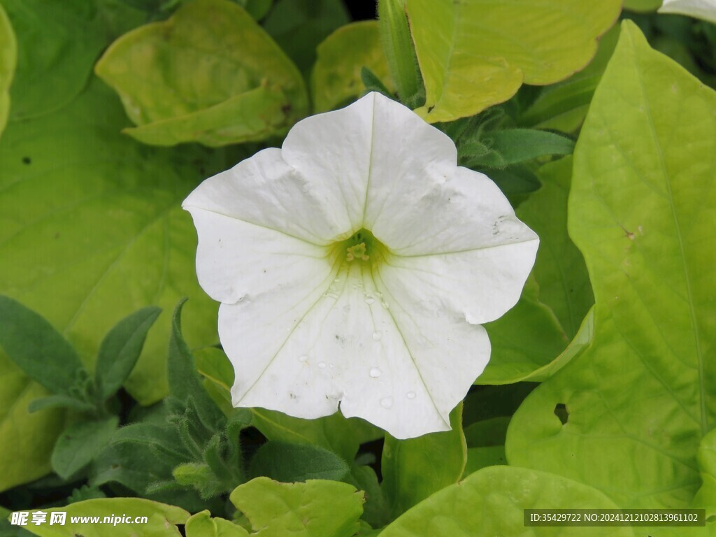 牵牛花
