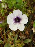 牵牛花