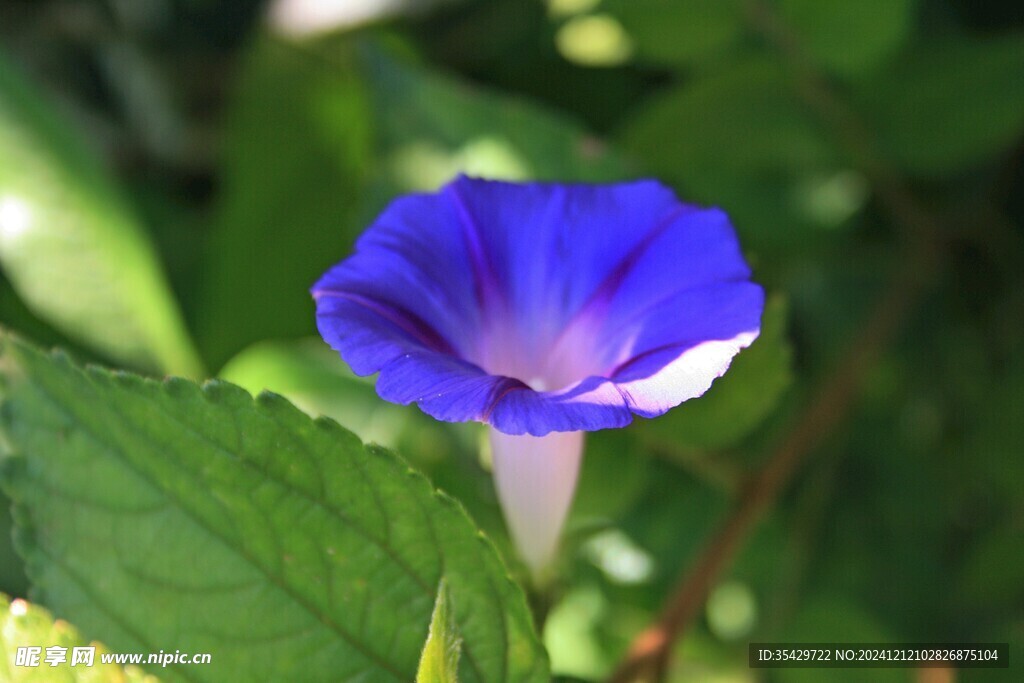 牵牛花