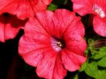 牵牛花