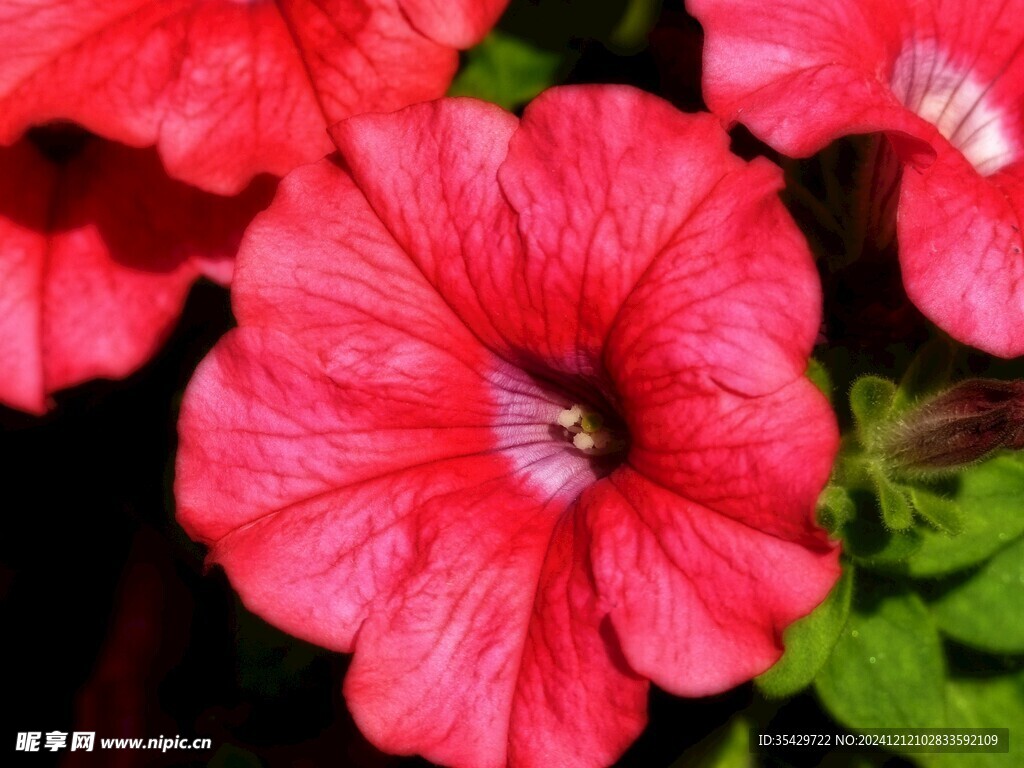 牵牛花