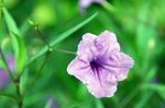 牵牛花