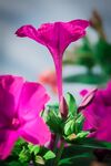 牵牛花