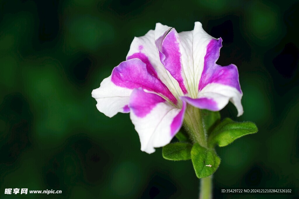 牵牛花