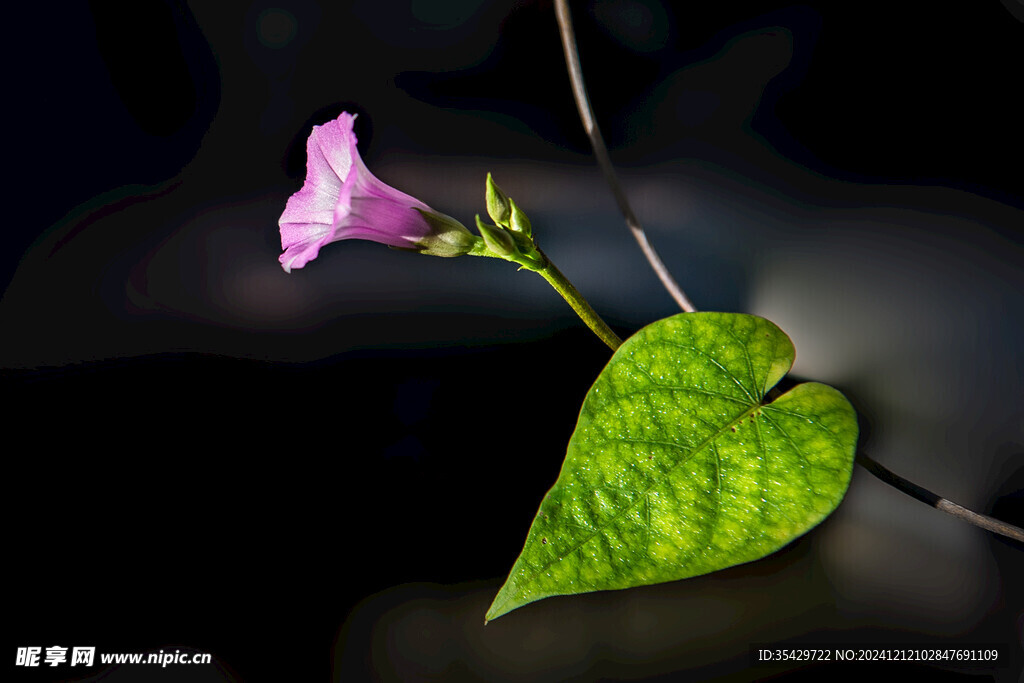 牵牛花