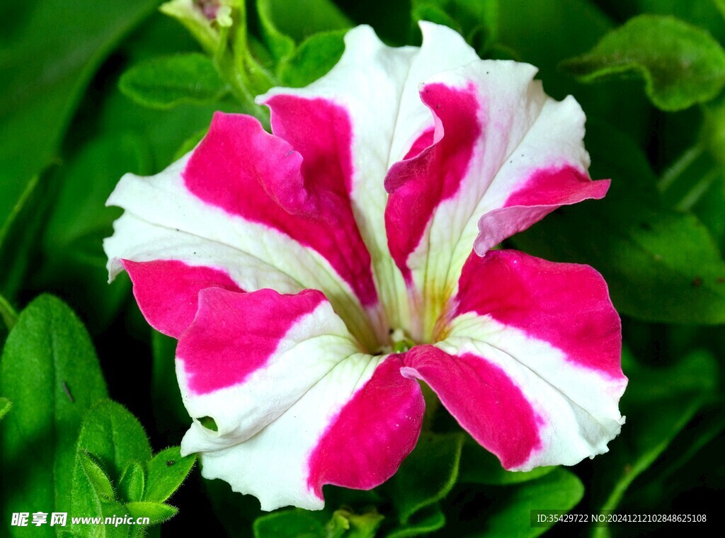 牵牛花
