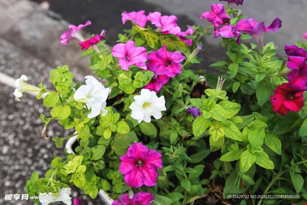 牵牛花