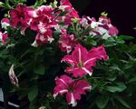 牵牛花
