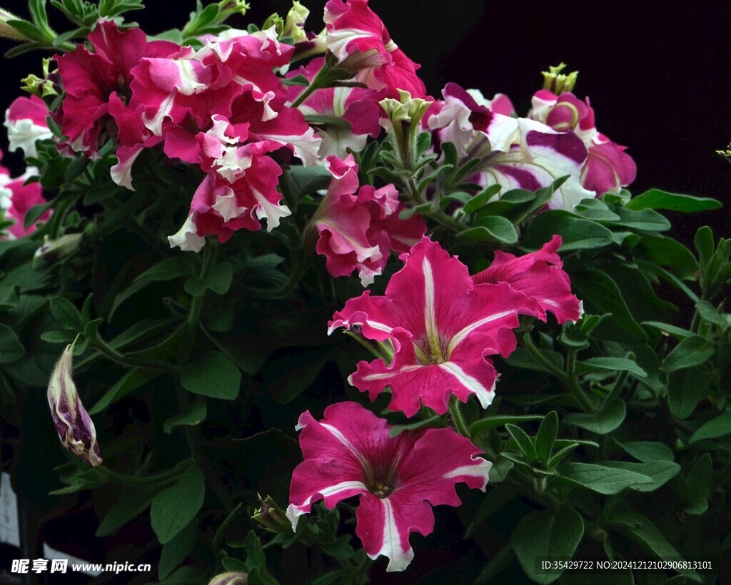牵牛花