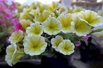 牵牛花