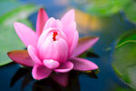 莲花