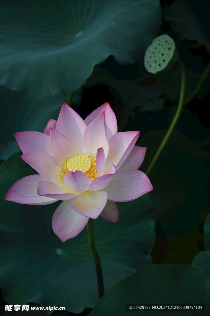 荷花