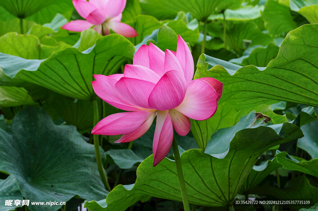 荷花