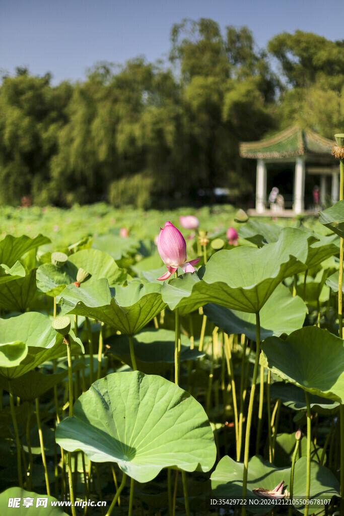 荷花