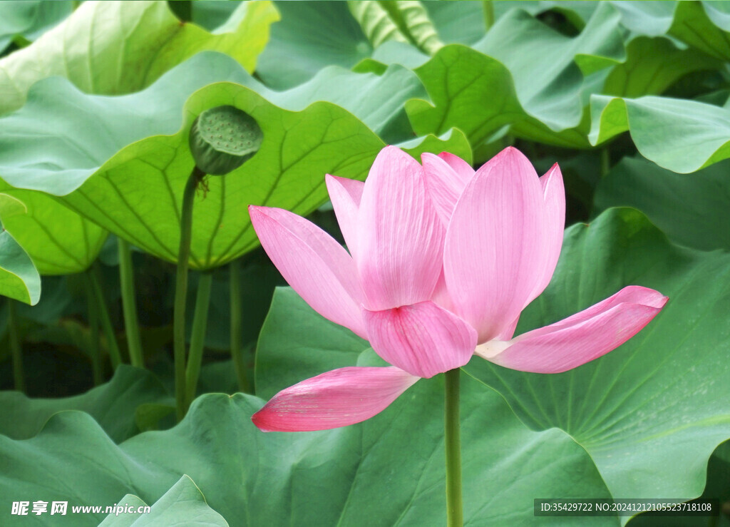 荷花