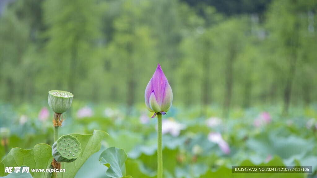 荷花
