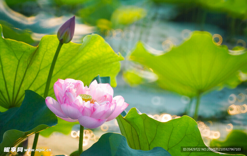 荷花