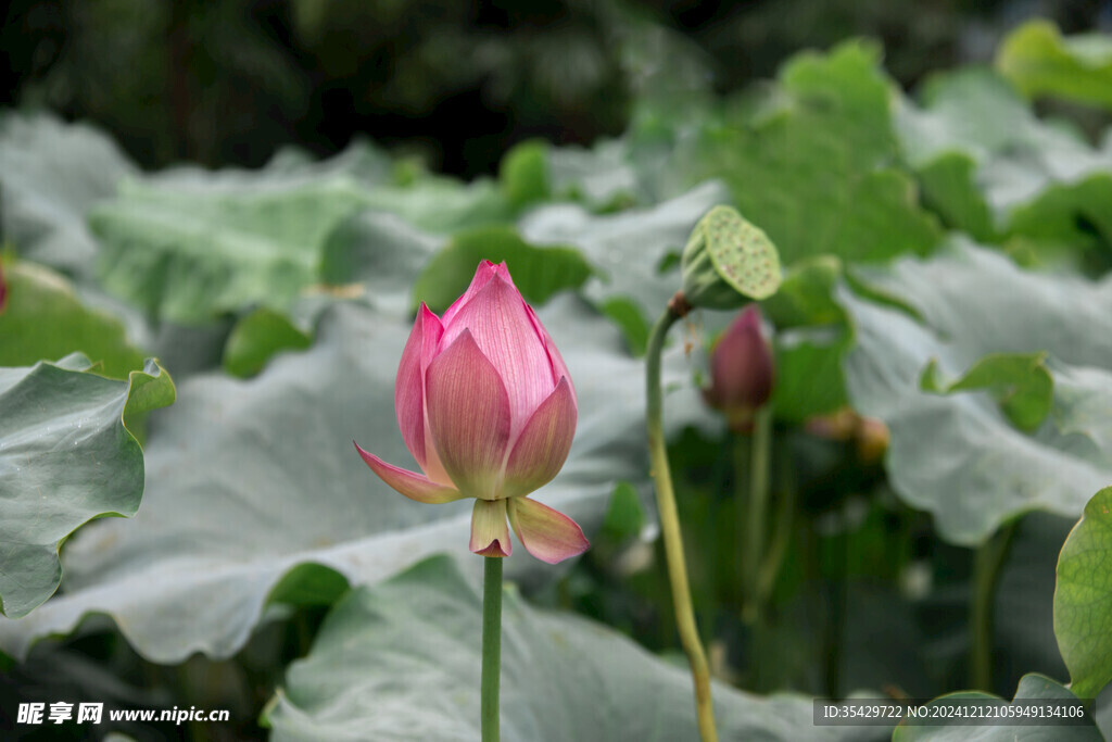 荷花