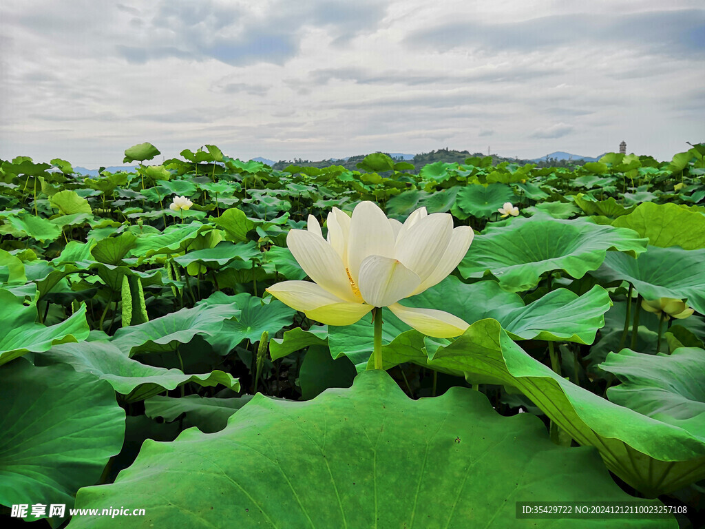 荷花