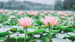 粉色莲花